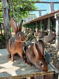 Cuccioli di lepre rossa e di lepre focata