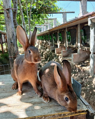 Cuccioli di lepre rossa e di lepre focata
