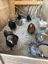 Galletti Marans