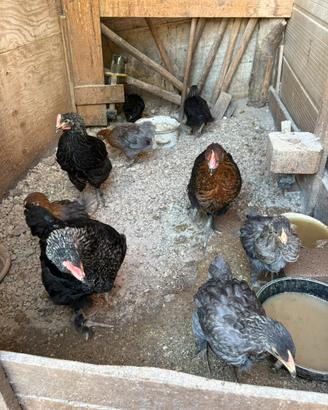 Galletti Marans