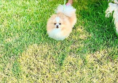 Spitz Di Pomerania Mini