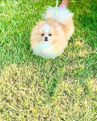 Spitz Di Pomerania Mini