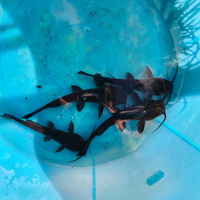 Pesce gatto nero (ictalurus melas)