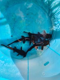 Pesce gatto nero (ictalurus melas)