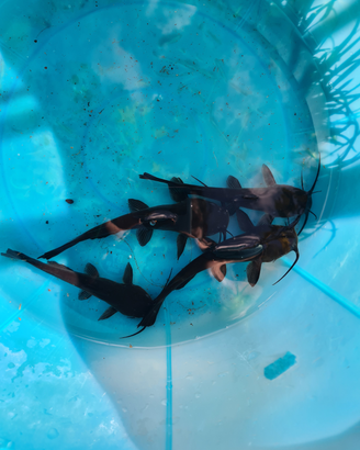 Pesce gatto nero (ictalurus melas)