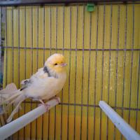 Canarini Gloster consort maschi