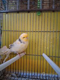 Canarini Gloster consort maschi