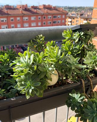 Pianta Succulenta Sedum Palmeri