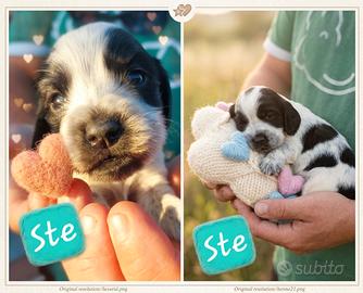 Cuccioli di Cocker Spaniel Inglese 