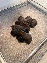 Cuccioli Labrador