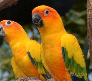 Coppia di conuri del sole