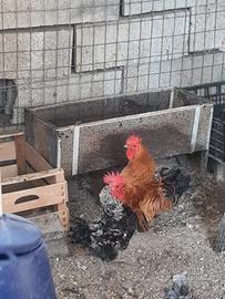Gallinelle