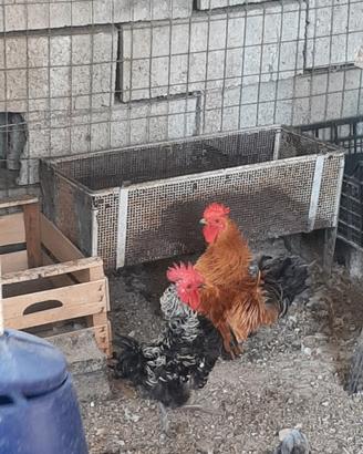 Gallinelle