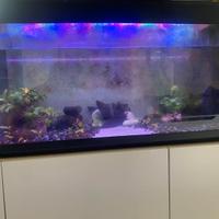 Acquario