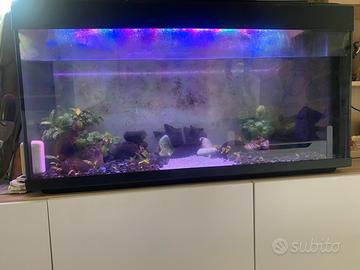 Acquario
