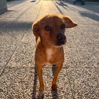 Cagnolino meticio maschio