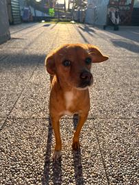 Cagnolino meticio maschio