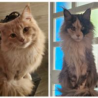 Cucciolata MAINECOON