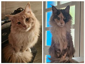 Cucciolata MAINECOON
