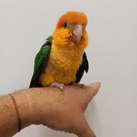 Caicco testa arancio