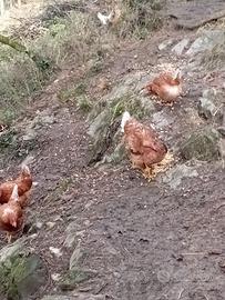 Galline isabrown e gallo