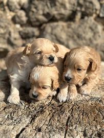 Maltipoo