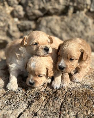 Maltipoo
