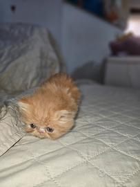 Gatto persiano ipertipico arancio