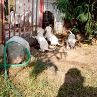 Dogo argentino