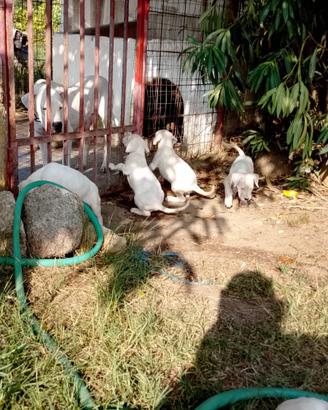 Dogo argentino