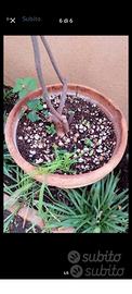  GRANDE Vaso in terracotta Toscana diametro 50 cm