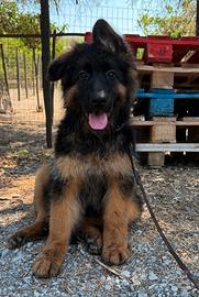 Cucciolo pastore tedesco pelo lungo