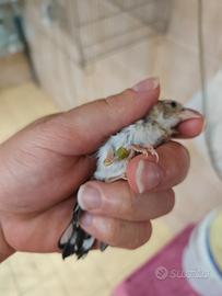 Cardellino