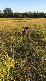 Setter
