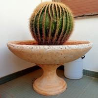 Cuscino della Suocera "Echinocactus" piante grasse