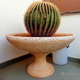 Cuscino della Suocera "Echinocactus" piante grasse