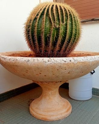 Cuscino della Suocera "Echinocactus" piante grasse