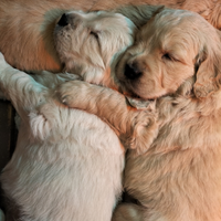 Cuccioli Golden retriever