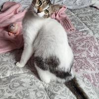 Piuma, 6 mesi dolcissima, sterilizzata