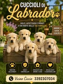 Cuccioli di Labrador