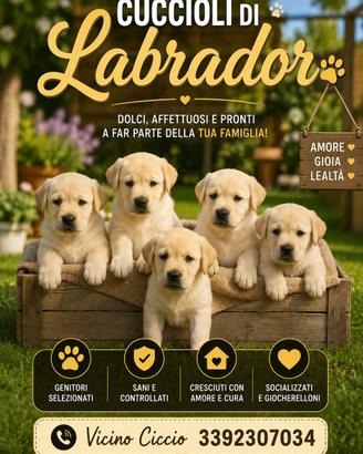 Cuccioli di Labrador