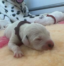 Cuccioli Dalmata