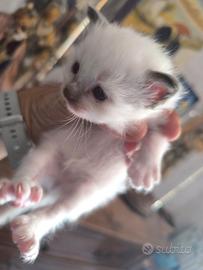 Gattini