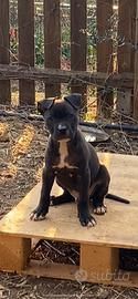 Cuccioli cane corso / amstaff