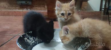 Gattini 2 mesi