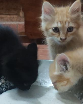 Gattini 2 mesi
