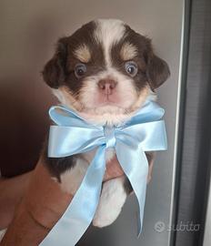 Chihuahua