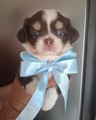 Chihuahua