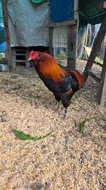 Gallo e galline araucana