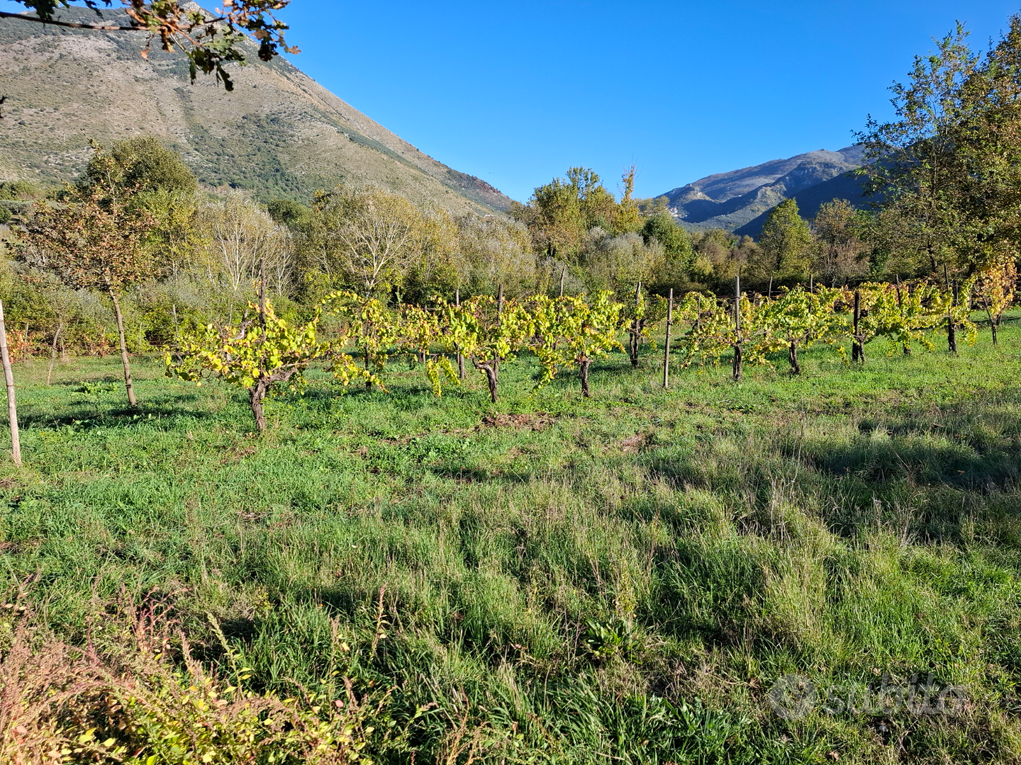 Terreno con vigna e uliveto - Vista 4